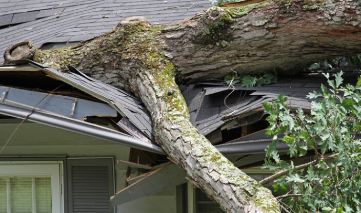 Umgestürzter Baum auf Hausdach