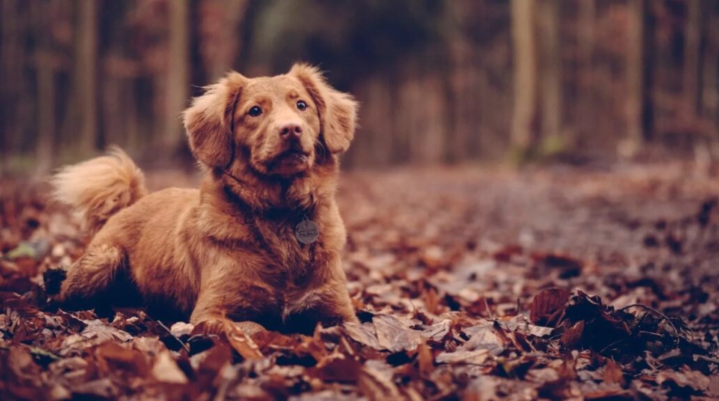 Diagnose für den Hund Welche Kosten entstehen beim Röntgen? Finanzen.de