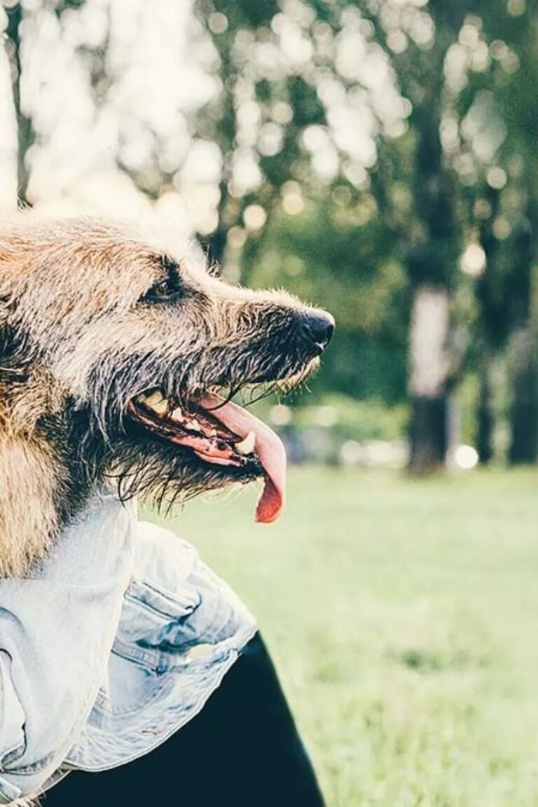 Wenn der Hund gehen muss Diese Kosten entstehen beim Einschläfern. Finanzen.de