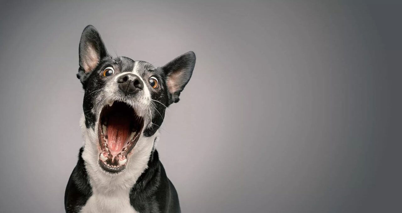 Zahnreinigung: Was kostet eine beim Hund? - Finanzen.de